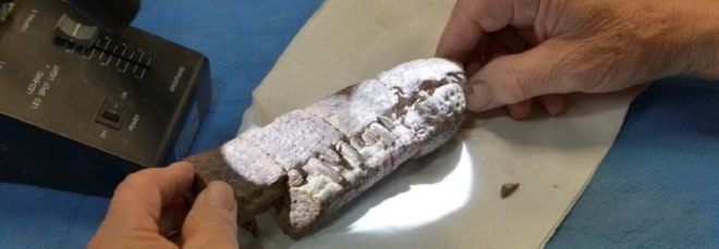 fossils, triassic fossil, triassic fossils, reptile fossils