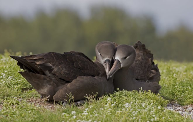USFWS, US Fish and Wildlife Service, albatross, mice, invasive species, non native species, mice killing seabirds, mice killing birds, mice killing albatross, mice eating albatross alive, seabirds, seabird extinction, Midway Atoll