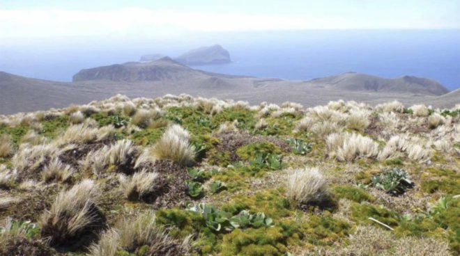 Million Mouse Project, New Zealand, New Zealand predators, New Zealand invasive species, invasive species, eradicating invasive species, eradicating mice, mice invasive species, New Zealand island exterminates mice, Antipodes Island, Antipodes island invasive species, Antipodes penguin, antipodes snipe, environmental protection