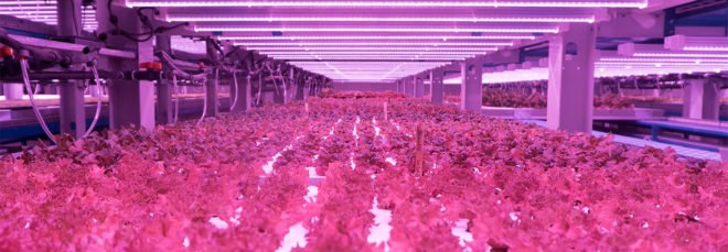 Badia Farms, indoor farm, vertical farm, indoor vertical farm, produce, greens, Dubai, hydroponics