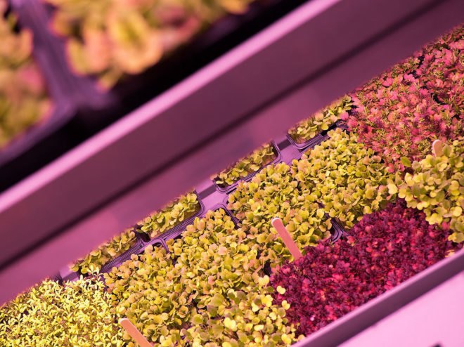 Badia Farms, indoor farm, vertical farm, indoor vertical farm, produce, greens, Dubai, hydroponics