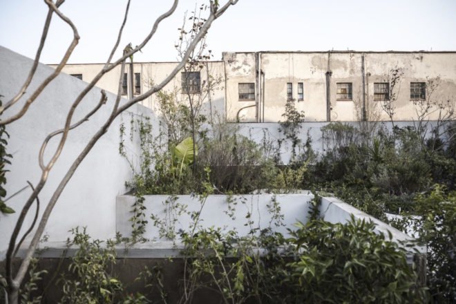 Case Verne by Zeller & Moye, native rooftop garden in Mexico City, Casa Verne Mexico City, renovated Art Deco townhouse, Mexico City townhouse renovation, cut marble pebble flooring, rooftop oasis in Mexico City