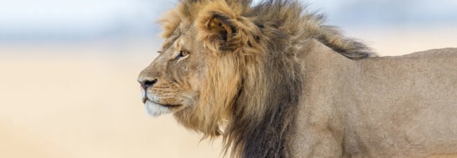 Cecil the Lion, Cecil the Lion death, Lion Hearted, Lion Hearted The Life and Death of Cecil and the Future of Africa's Iconic Cats, African lions, big game hunting, big game, Walter J Palmer, Dr. Walter James Palmer, Cecil the Lion killed, Cecil the Lion book, book about Cecil, book about African lions