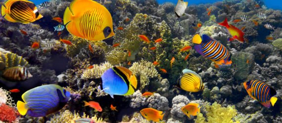 coral reef, coral, reef, fish, underwater, sunlight
