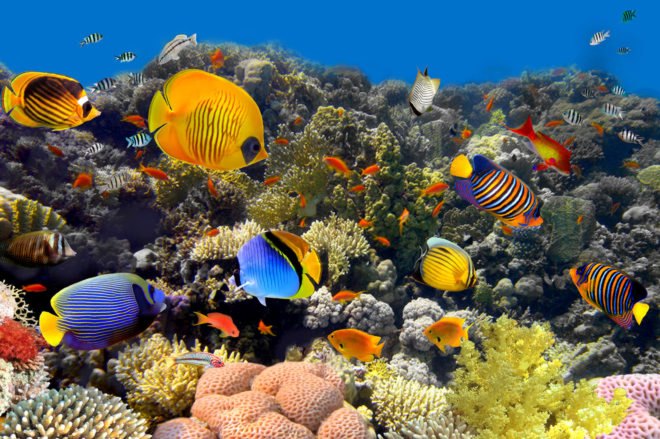 coral reef, coral, reef, fish, underwater, sunlight