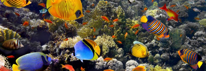 coral reef, coral, reef, fish, underwater, sunlight