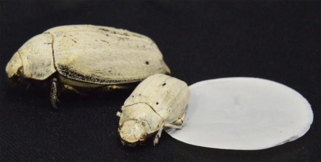 white beetle, white paint, white beetles, Cyphochilus, Cyphochilus beetle, Cyphochilus beetles