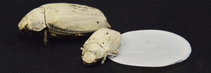 white beetle, white paint, white beetles, Cyphochilus, Cyphochilus beetle, Cyphochilus beetles