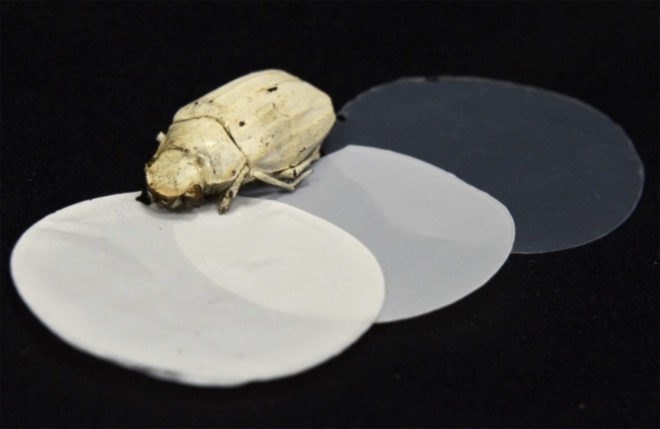 white beetle, white paint, white beetles, Cyphochilus, Cyphochilus beetle, Cyphochilus beetles