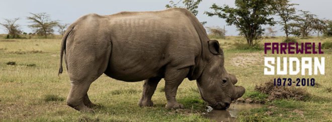 sudan, rhino, northern white rhino, last male northern white rhino, ol pejeta conservancy, wildlife, conservation, kenya
