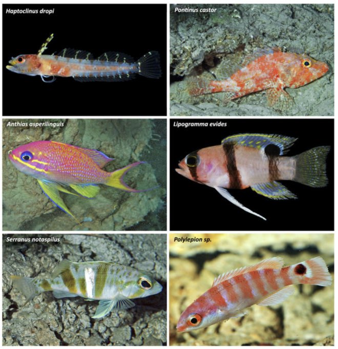 Rariphotic zone, aphotic zone, ocean zones, ocean life, new ocean zone, ocean research, new fish, newly discovered fish, newly discovered species, reefs, reef ecosystems, mesophotic zone, ocean research, Carole Baldwin, Smithsonia, Deep Reef Observation Project