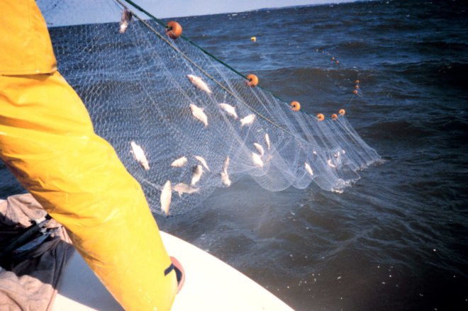 Gill net, gill nets, net, perch, fish, fishing