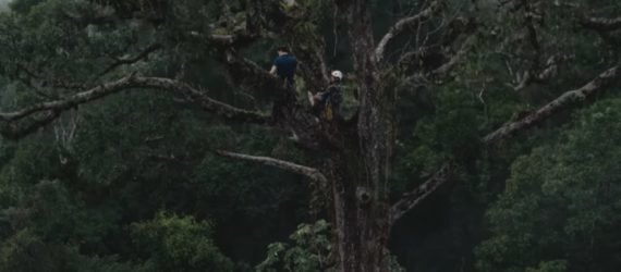 Guardians, Rainforest Connection, Guardian devices, rainforest, rainforest canopy