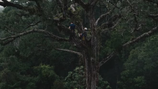Guardians, Rainforest Connection, Guardian devices, rainforest, rainforest canopy