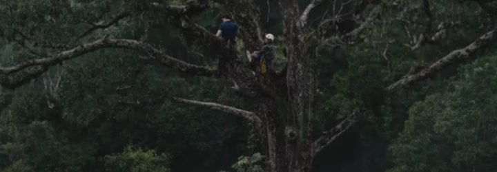 Guardians, Rainforest Connection, Guardian devices, rainforest, rainforest canopy