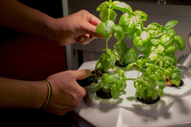 Hexagro Urban Farming, Hexagro, Living Farming Tree, indoor farm, indoor garden, vertical garden, plants, harvest