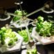 Hexagro Urban Farming, Hexagro, Living Farming Tree, indoor farm, indoor garden, vertical garden, plants