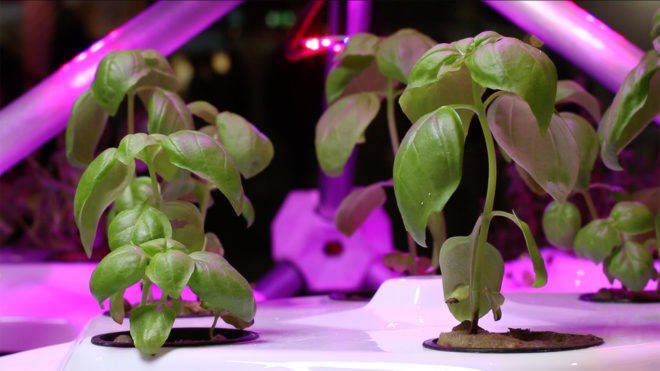 Hexagro Urban Farming, Hexagro, Living Farming Tree, indoor farm, indoor garden, vertical garden, plants