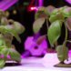 Hexagro Urban Farming, Hexagro, Living Farming Tree, indoor farm, indoor garden, vertical garden, plants