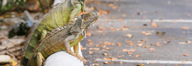 Iguana, iguanas, parking lot, curb, Florida, Florida Keys