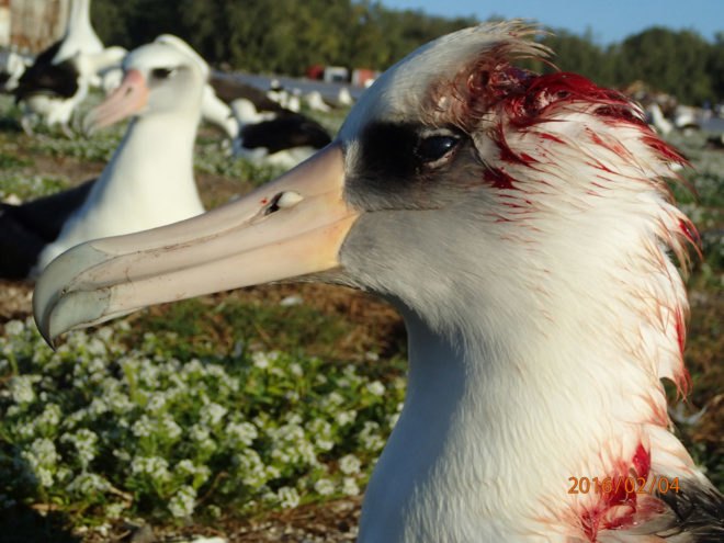 USFWS, US Fish and Wildlife Service, albatross, mice, invasive species, non native species, mice killing seabirds, mice killing birds, mice killing albatross, mice eating albatross alive, seabirds, seabird extinction, Midway Atoll