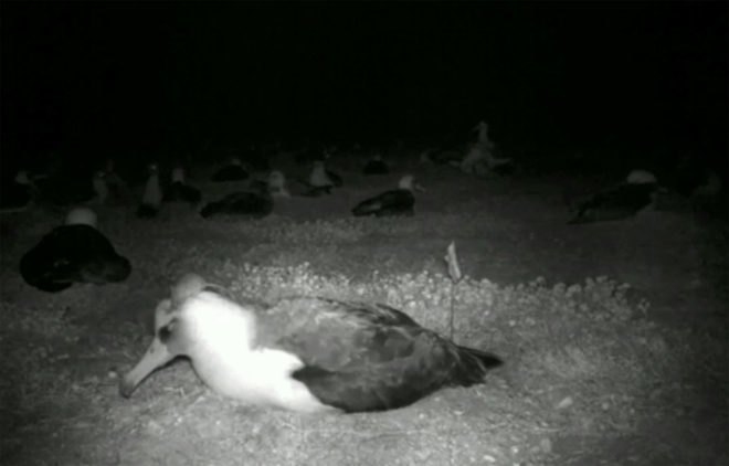 USFWS, US Fish and Wildlife Service, albatross, mice, invasive species, non native species, mice killing seabirds, mice killing birds, mice killing albatross, mice eating albatross alive, seabirds, seabird extinction, Midway Atoll