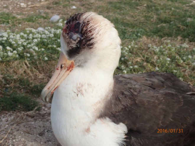 USFWS, US Fish and Wildlife Service, albatross, mice, invasive species, non native species, mice killing seabirds, mice killing birds, mice killing albatross, mice eating albatross alive, seabirds, seabird extinction, Midway Atoll