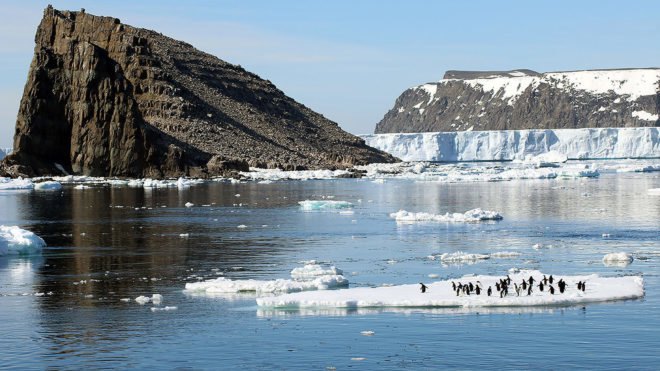 Danger Islands, Antarctica, penguin, penguins, Adélie penguin, Adélie penguins