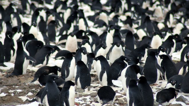 Penguin, penguins, Adélie penguin, Adélie penguins, animals, Danger Islands, Antarctica