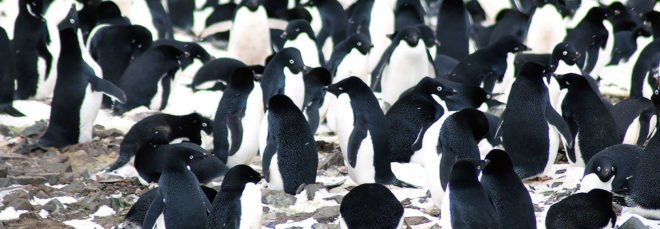 Penguin, penguins, Adélie penguin, Adélie penguins, animals, Danger Islands, Antarctica