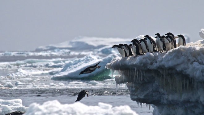 Danger Islands, Antarctica, penguin, penguins, Adélie penguin, Adélie penguins, dive, jump
