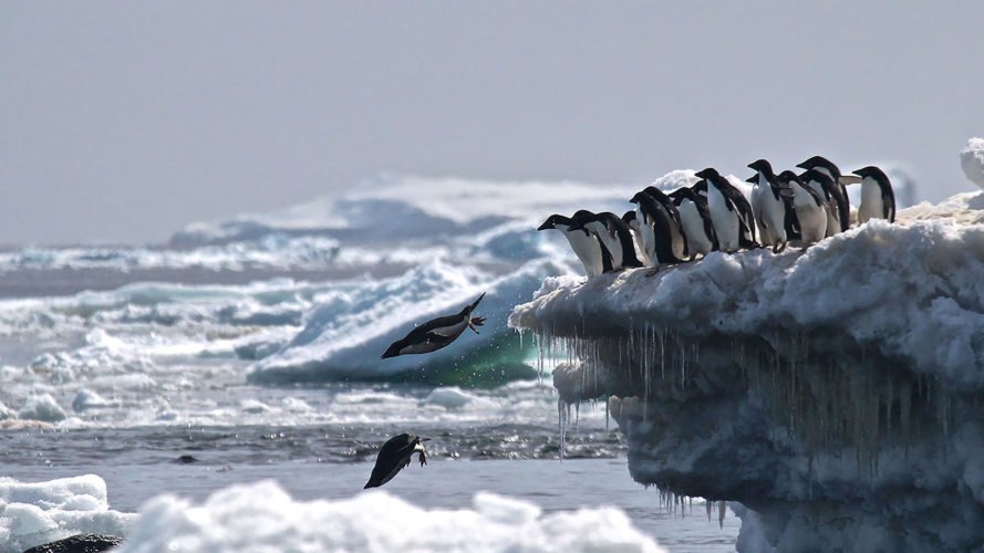 Danger Islands, Antarctica, penguin, penguins, Adélie penguin, Adélie penguins, dive, jump