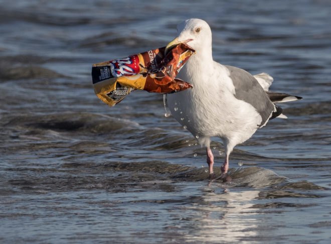 Gull, seagull, pollution, trash, garbage, Fritos, ocean