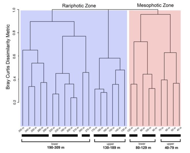 Rariphotic zone, aphotic zone, ocean zones, ocean life, new ocean zone, ocean research, new fish, newly discovered fish, newly discovered species, reefs, reef ecosystems, mesophotic zone, ocean research, Carole Baldwin, Smithsonia, Deep Reef Observation Project