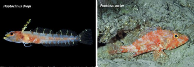 Rariphotic zone, aphotic zone, ocean zones, ocean life, new ocean zone, ocean research, new fish, newly discovered fish, newly discovered species, reefs, reef ecosystems, mesophotic zone, ocean research, Carole Baldwin, Smithsonia, Deep Reef Observation Project