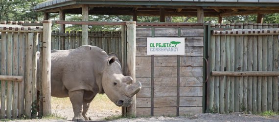 sudan, rhino, northern white rhino, last male northern white rhino, ol pejeta conservancy, wildlife, conservation, kenya