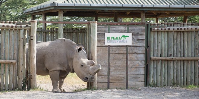 sudan, rhino, northern white rhino, last male northern white rhino, ol pejeta conservancy, wildlife, conservation, kenya