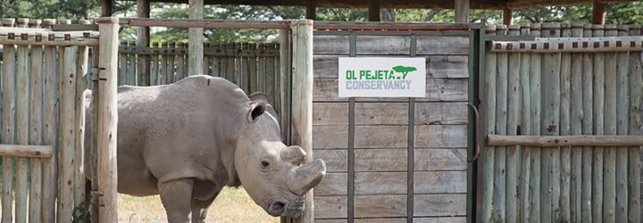 sudan, rhino, northern white rhino, last male northern white rhino, ol pejeta conservancy, wildlife, conservation, kenya