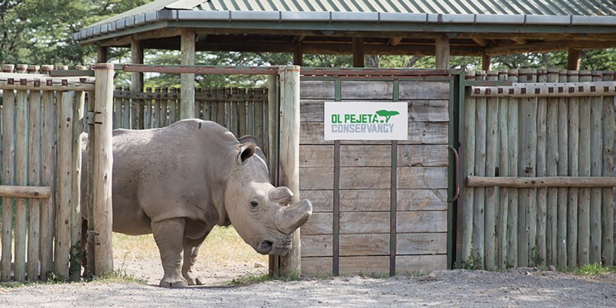sudan, rhino, northern white rhino, last male northern white rhino, ol pejeta conservancy, wildlife, conservation, kenya