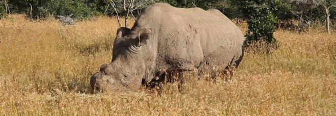Sudan white rhino, Sudan rhino, Sudan northern white rhino