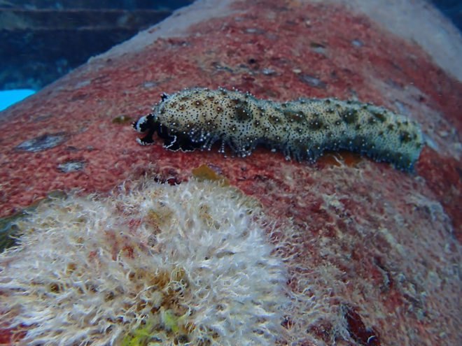 Swimsol, SolarSea, floating solar, Maldives, marine life, sea cucumber, sea, ocean
