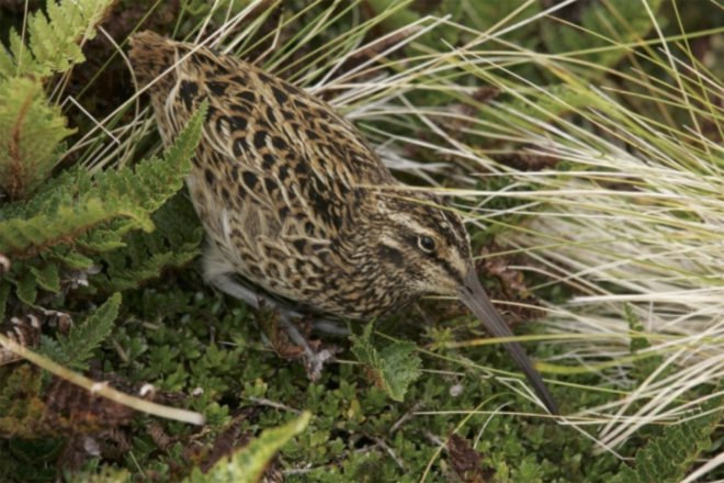 Million Mouse Project, New Zealand, New Zealand predators, New Zealand invasive species, invasive species, eradicating invasive species, eradicating mice, mice invasive species, New Zealand island exterminates mice, Antipodes Island, Antipodes island invasive species, Antipodes penguin, antipodes snipe, environmental protection