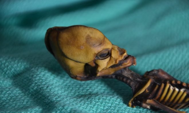 Ata, Ata skeleton, Ata mummy, Ata remains