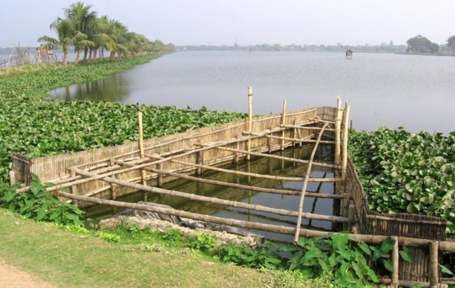 Bheries, Bheri, East Kolkata Wetlands