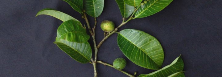 maya nut, breadnut, envol vert, guaimaro, colombia, fruit, nutrition, reforestation, NGO