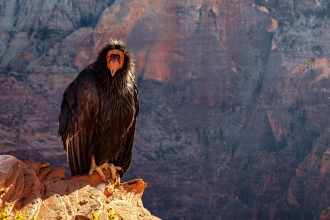 condor, california condor, bird of prey, zion, zion national park,