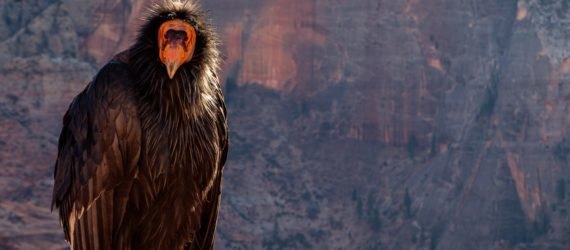 condor, california condor, bird of prey, zion, zion national park,