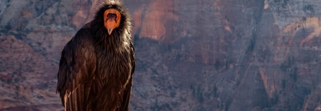 condor, california condor, bird of prey, zion, zion national park,