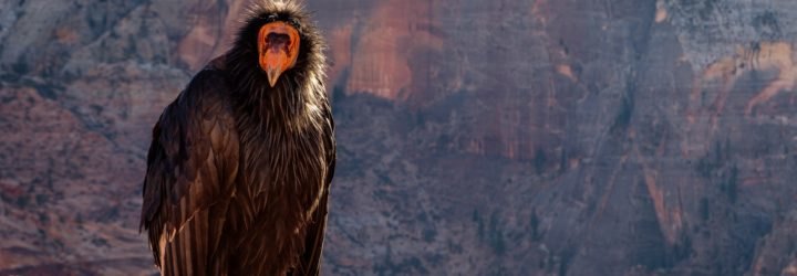 condor, california condor, bird of prey, zion, zion national park,