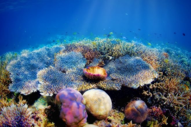 coral reef, coral, reef, fish, underwater, sunlight